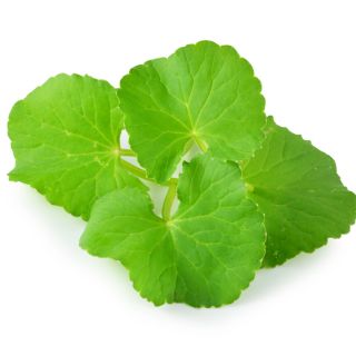 Ginkgo Biloba